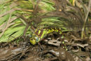 06-8956 Southern Hawker (Aeshna cyanea) Ovipositing, County Durham